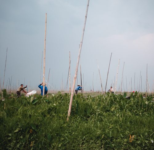 Cultivating fields on Inle Lake, Myanmar.