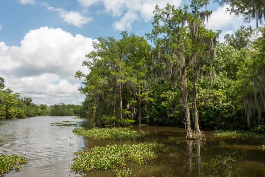 Louisiana bayou. Read the Story. See the Photos. Plan a Visit.