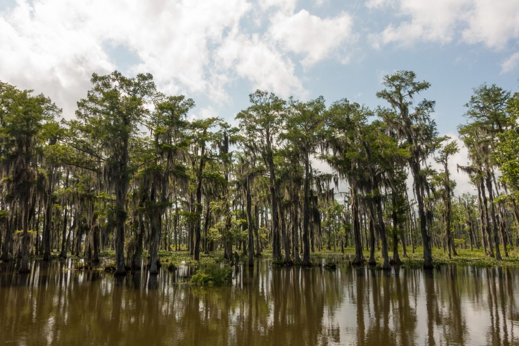 Louisiana bayou. Read the Story. See the Photos. Plan a Visit.