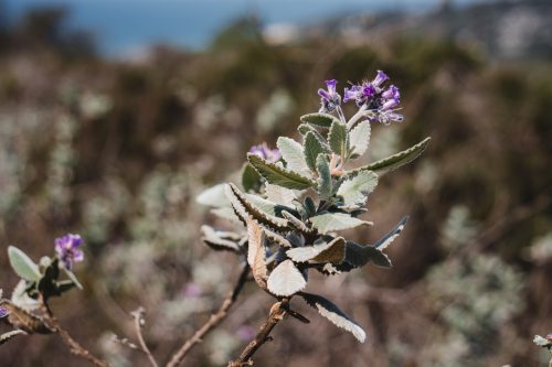 Flora in Torrey Pines State Natural Reserve, La Jolla, California