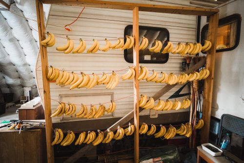 A "banana tree". The Camp Haven hosts are primarily fruitarians.