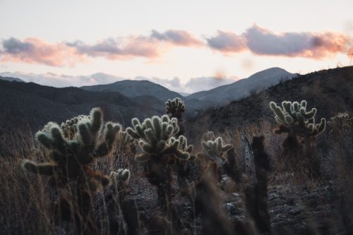 Cactus Loop Trail, Anza-Borrego Desert State Park, California