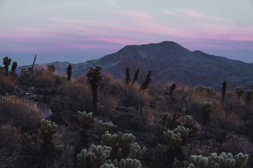 Cactus Loop Trail, Anza-Borrego Desert State Park, California