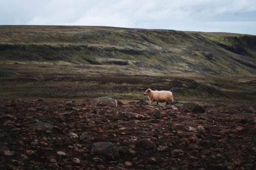 A sheep alongside the gorge above the river Fossá